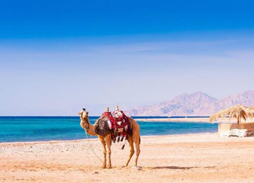 Hurghada Quad und Buggy Meerblick, Kamel bei Sonnenaufgang